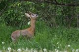 Koziołek, sarna europejska, Capreolus capreolus, samiec