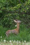 Koziołek, sarna europejska, Capreolus capreolus, samiec