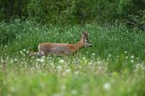 Koziołek, sarna europejska, Capreolus capreolus, samiec