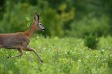 Koziołek, sarna europejska, Capreolus capreolus, samiec