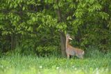 Koziołek, sarna europejska, Capreolus capreolus, samiec