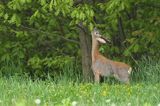 Koziołek, sarna europejska, Capreolus capreolus, samiec