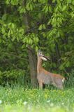 Koziołek, sarna europejska, Capreolus capreolus, samiec