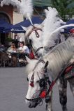 Cracow Rynek Starego Miasta, dorożka, konie