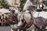 Cracow Rynek Starego Miasta, dorożka, konie