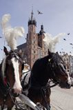 cracow Rynek Starego Miasta, dorożka, konie i kościół Mariacki i gołębie