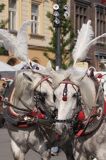 Cracow Rynek Starego Miasta, dorożka, konie