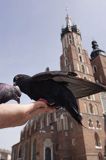 Cracow Rynek Starego Miasta, kościół Mariacki i gołębie, Columba livia forma urbana, gołąb miejski, gołąb skalny