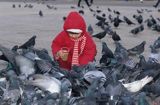 Cracow karmienie gołębi na rynku