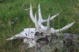 czaszka łosia na wyspie Krakskar, Szwecja, Zatoka Botnicka