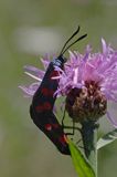 kraśnik sześcioplamek, Zygaena filipendulae