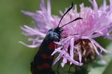 kraśnik sześcioplamek, Zygaena filipendulae