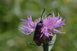 kraśnik sześcioplamek, Zygaena filipendulae