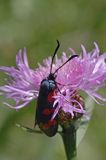 kraśnik sześcioplamek, Zygaena filipendulae