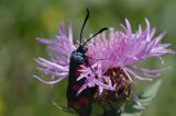 kraśnik sześcioplamek, Zygaena filipendulae