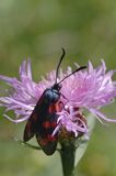 kraśnik sześcioplamek, Zygaena filipendulae