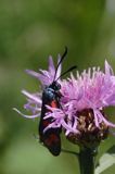 kraśnik sześcioplamek, Zygaena filipendulae