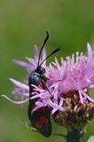 kraśnik sześcioplamek, Zygaena filipendulae