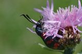 kraśnik sześcioplamek, Zygaena filipendulae