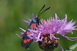 kraśnik sześcioplamek, Zygaena filipendulae