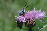 kraśnik sześcioplamek, Zygaena filipendulae