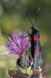 Kraśnik sześcioplamek, Zygaena filipendulae