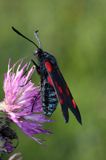 Kraśnik sześcioplamek, Zygaena filipendulae