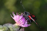 Kraśnik sześcioplamek, Zygaena filipendulae