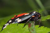 Krasopani poziomkówka, proporzyca poziomkówka, Callimorpha dominula