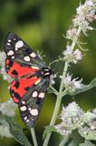 Krasopani poziomkówka, proporzyca poziomkówka, Callimorpha dominula