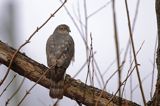 krogulec, Accipiter nisus, samica