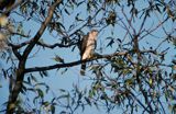 krogulec samiec, Accipiter nisus