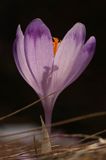 Szafran, krokus Crocus L., Crociris Schur)