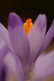 Szafran, krokus Crocus L., Crociris Schur)