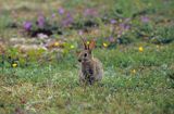 Królik europejski, królik dziki, Oryctolagus cuniculus Gotlandia, Szwecja