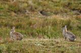 Królik europejski, królik dziki, Oryctolagus cuniculus, Skare, Szwecja Południowa, Skania