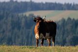 krowa Beskid Sądecki