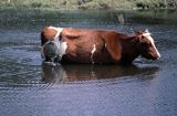 krowa kąpiel