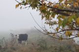 krowa we mgle, Zespół Parków Krajobrazowych Chełmińskiego i Nadwiślańskiego
