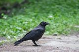 kruk Corvus corax