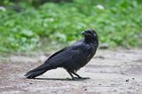 kruk Corvus corax