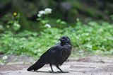 kruk Corvus corax