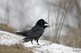 kruk Corvus corax