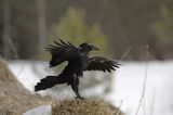 kruk Corvus corax