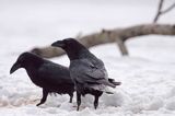 kruki Corvus corax