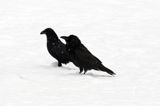 kruki Corvus corax