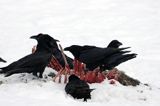 kruki Corvus corax