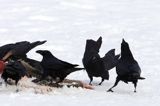 kruki Corvus corax