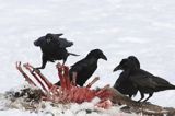 kruki Corvus corax