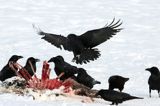 kruki Corvus corax